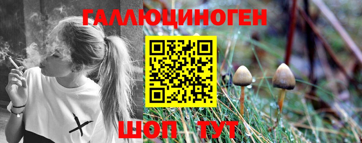 Галлюциногенные грибы Psilocybe Новоуральск